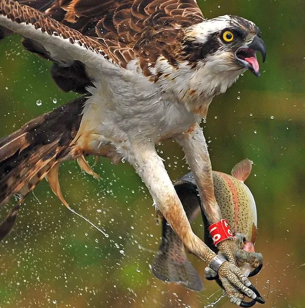 PAY-An-osprey-fishing-in-the-Scottish-Cairngorms.jpg