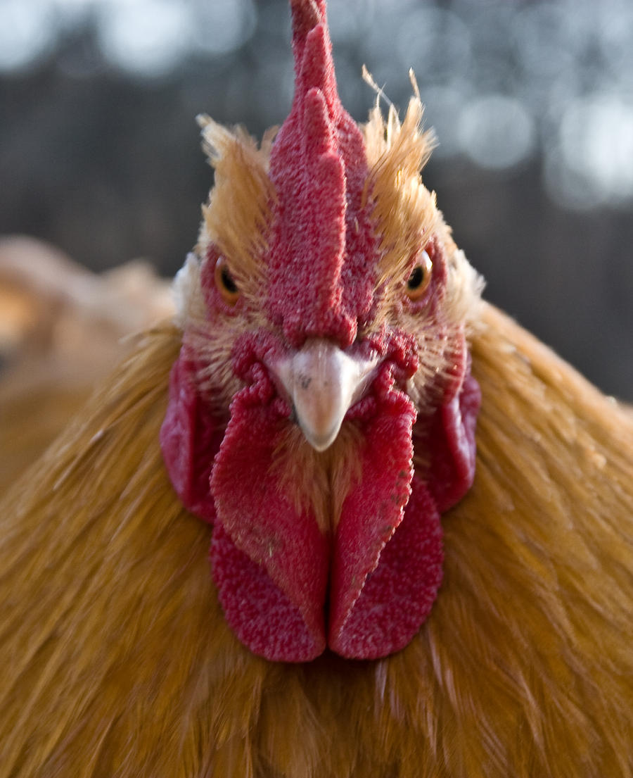 angry_chicken_by_oxecotton-d36kp74.jpg