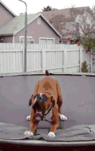 dog-on-trampoline-s.gif