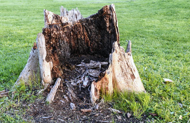 rotting-stump.jpg