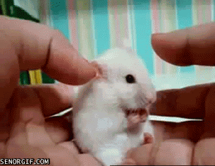 cutest-animal-gifs-hamster.gif