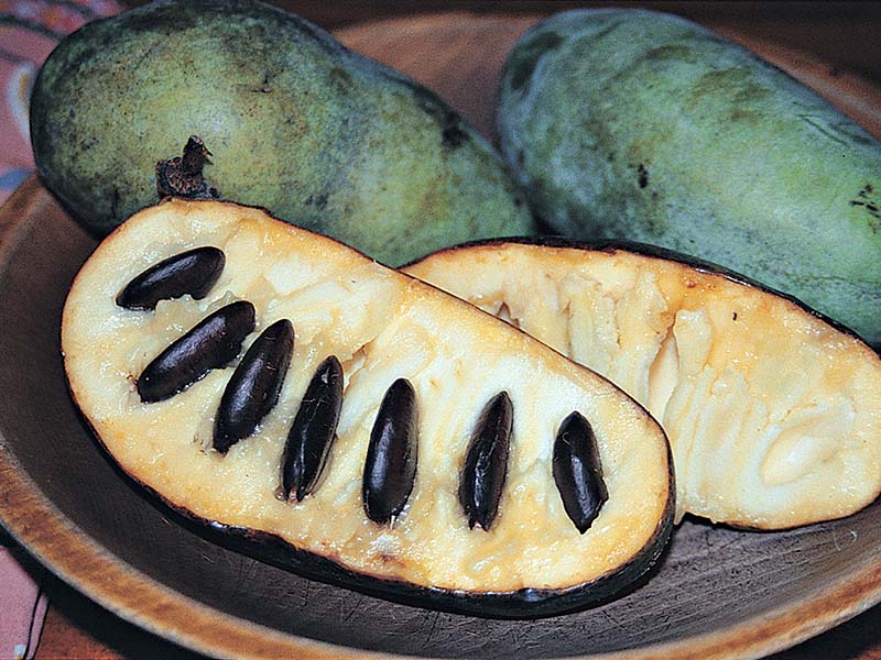 2016_08_Flavor-Pawpaw_800x600.jpg