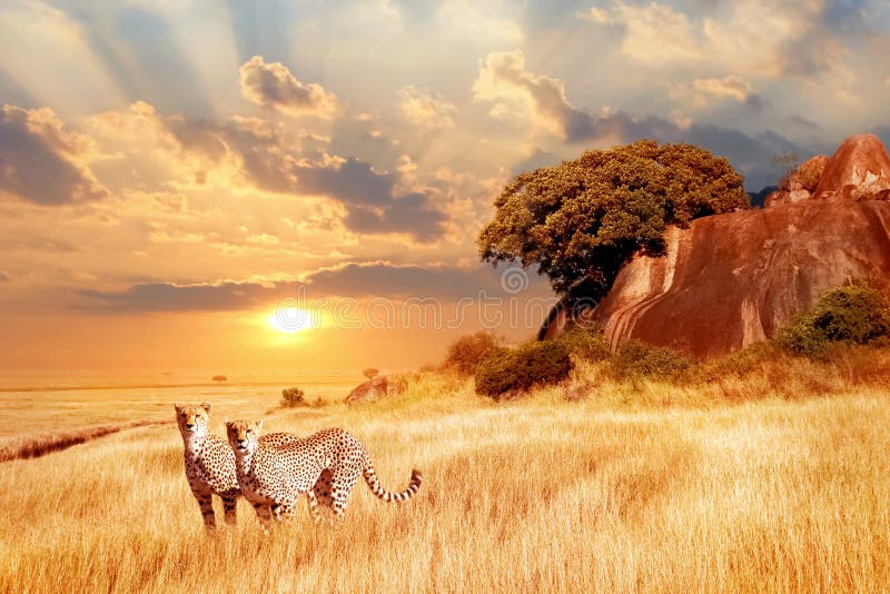 cheetahs-african-savanna-against-backdrop-beautiful-sunset-serengeti-national-park-tanzania-africa-cheetahs-106949541.jpg