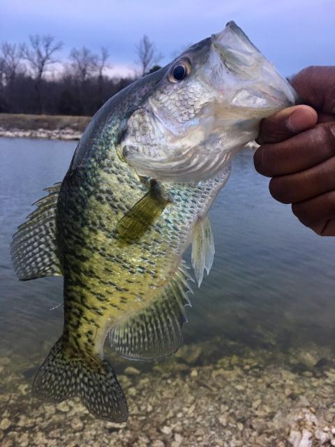 White%20Crappie-20180317-606.jpeg