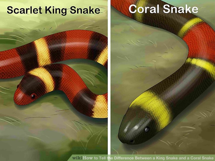 aid416096-v4-728px-Tell-the-Difference-Between-a-King-Snake-and-a-Coral-Snake-Step-1-Version-5.jpg