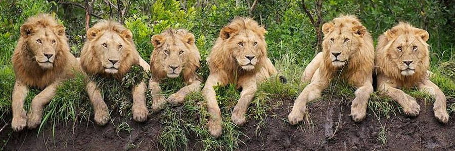 6lions_900x300.jpg