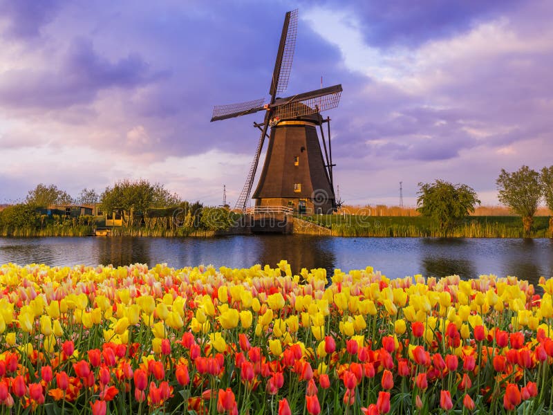 windmills-flowers-netherlands-architecture-background-98353488.jpg