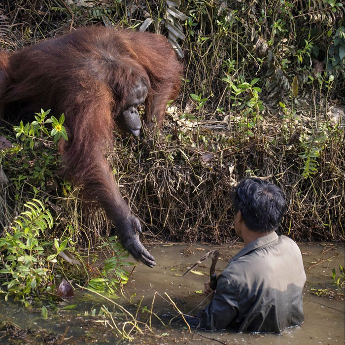 orangutan-reaching-out-man-river-snakes-anil-prabhakar-1-5e3d28ba6c820__700.jpg