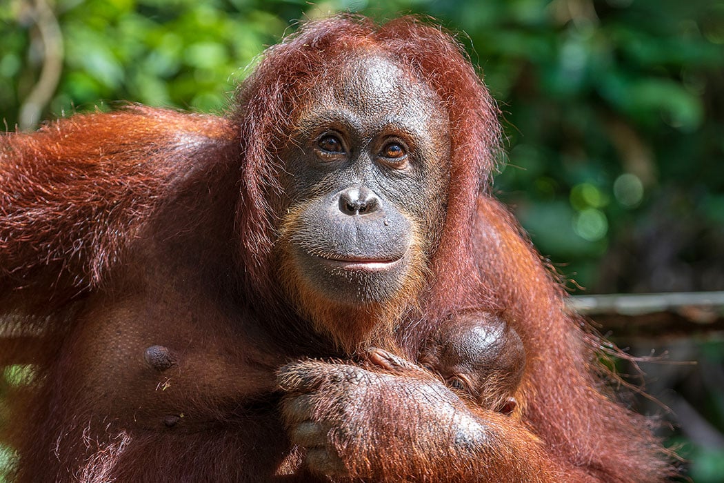 large-Female-Orangutan-photo.jpg