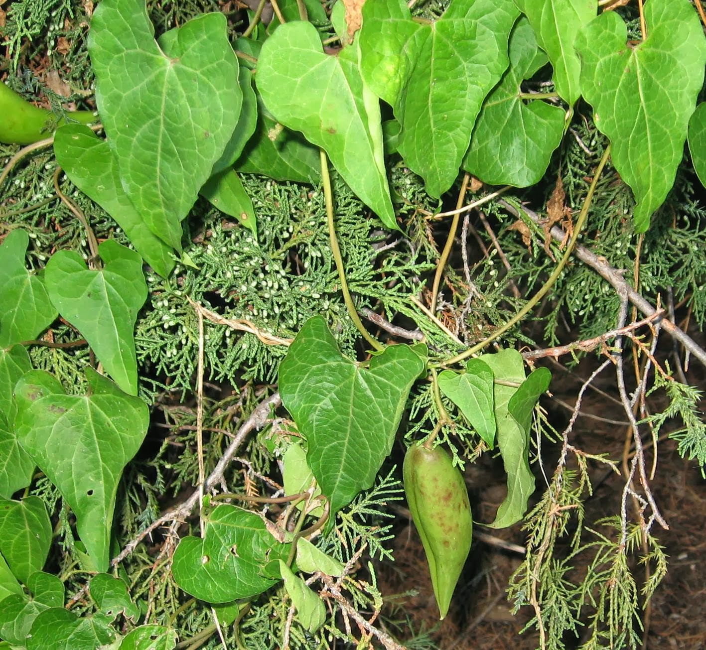 milkweed+vine.jpg