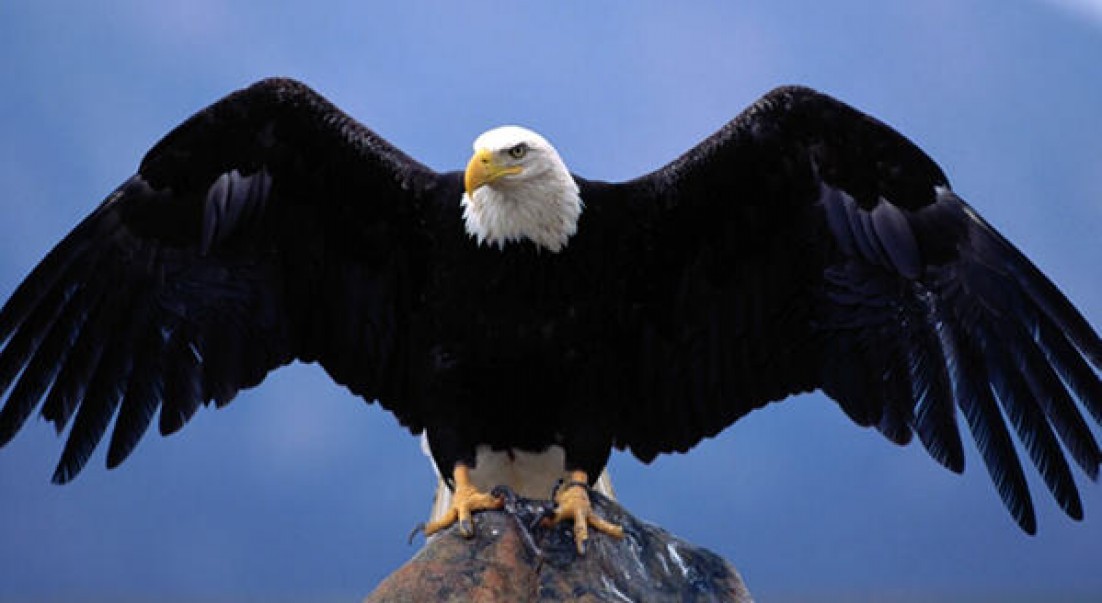 cropped-baldeagle31.jpg