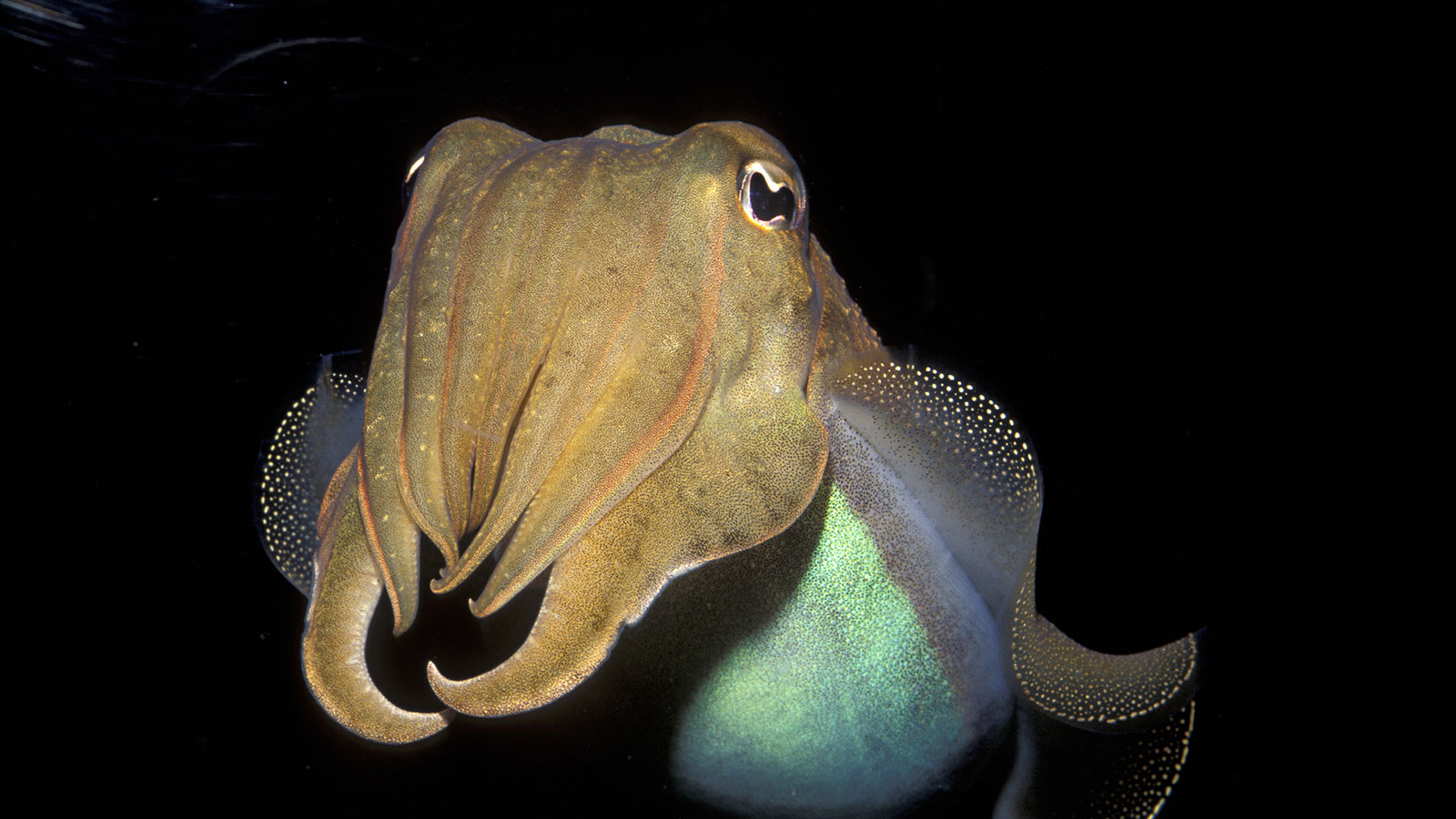 cuttlefish-1.jpg