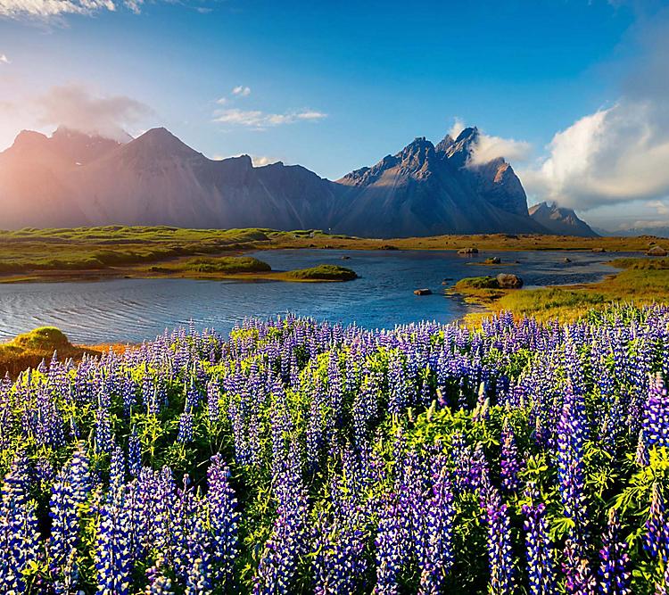 stokksnes-iceland-lupine-flowers.jpg