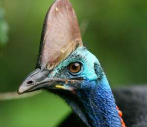 Cassowary-male.jpg