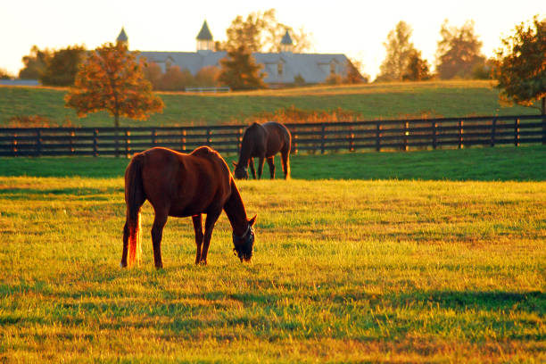 late-afternoon-in-horse-country-picture-id1178967294