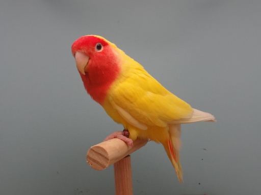 Lutino-Lovebird-Picture.jpg