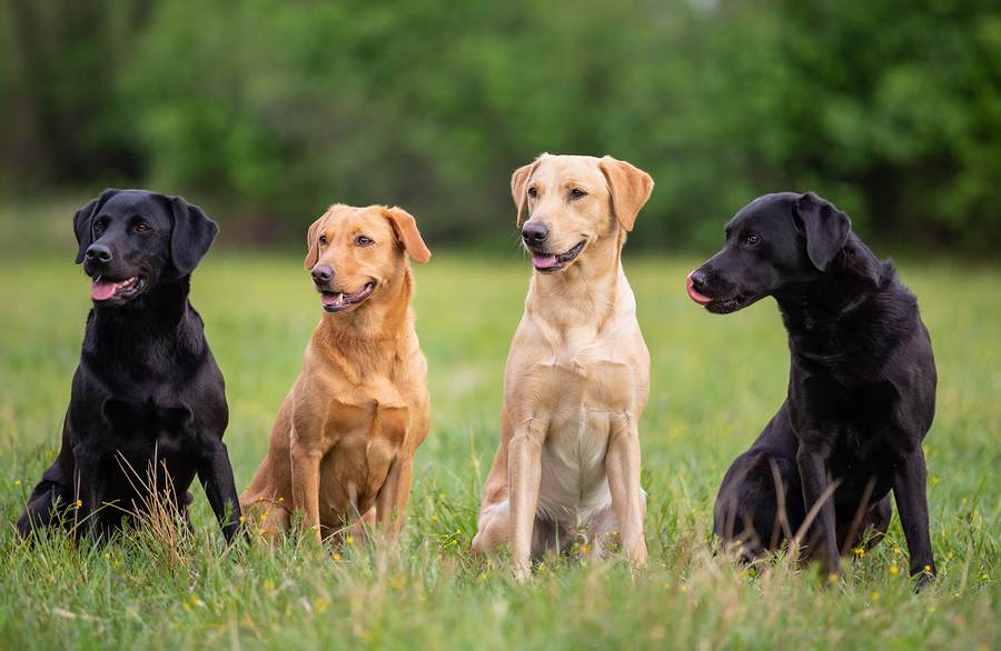 socialize-Labrador.jpeg