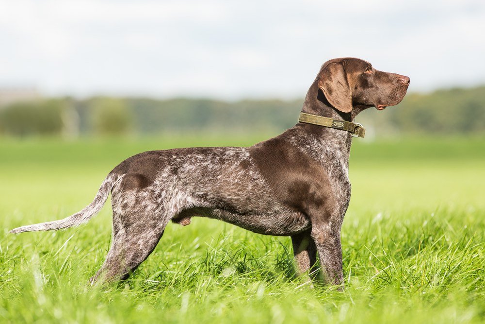 German-Shorthaired-Pointer-pointing.jpg