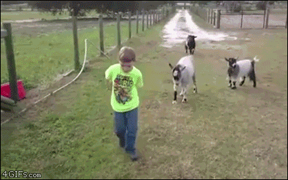 Goat-sacks-kid.gif