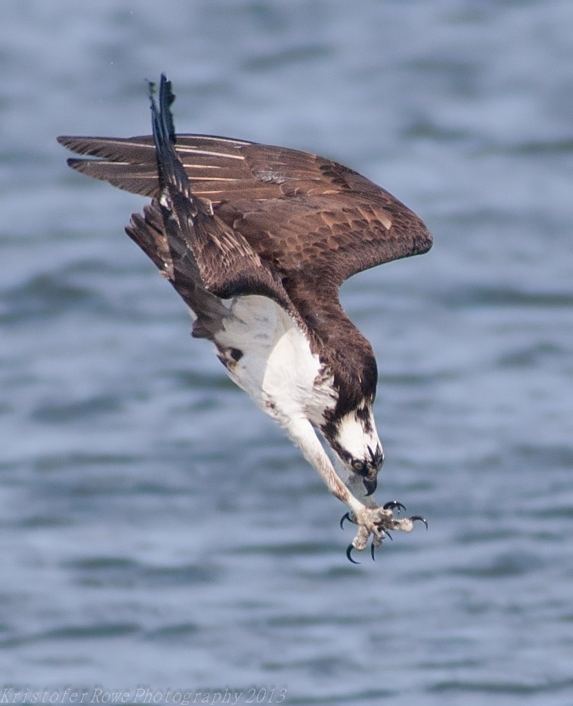 osprey-dive1.jpg