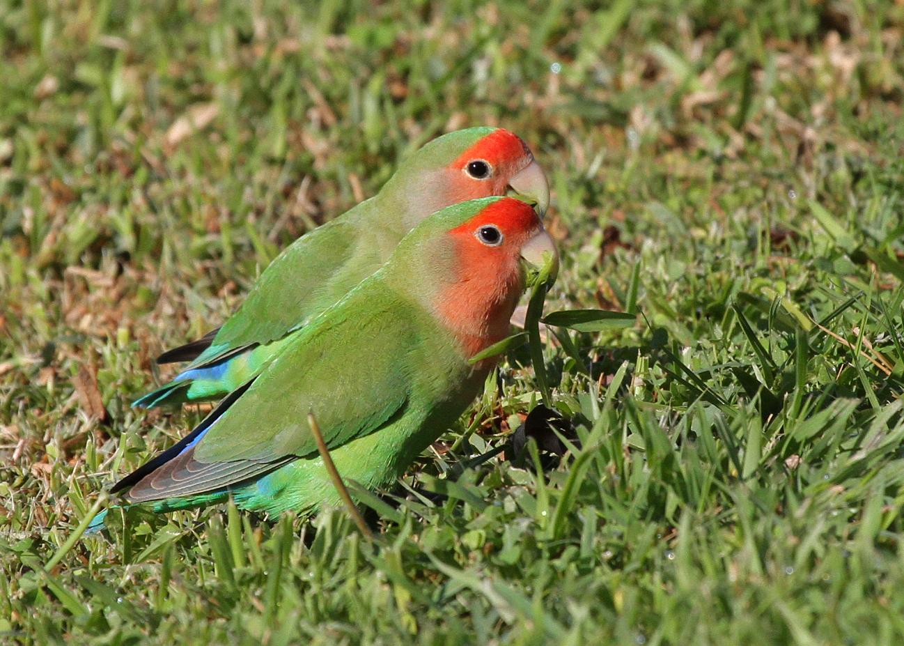 Rosy-faced%20Lovebirds.jpg