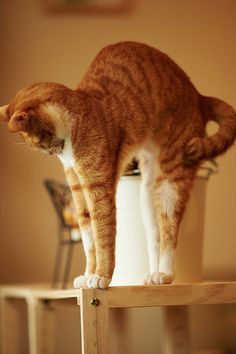 f3236492c650b189e023b5b379582a6e--orange-tabby-cats-red-cat.jpg