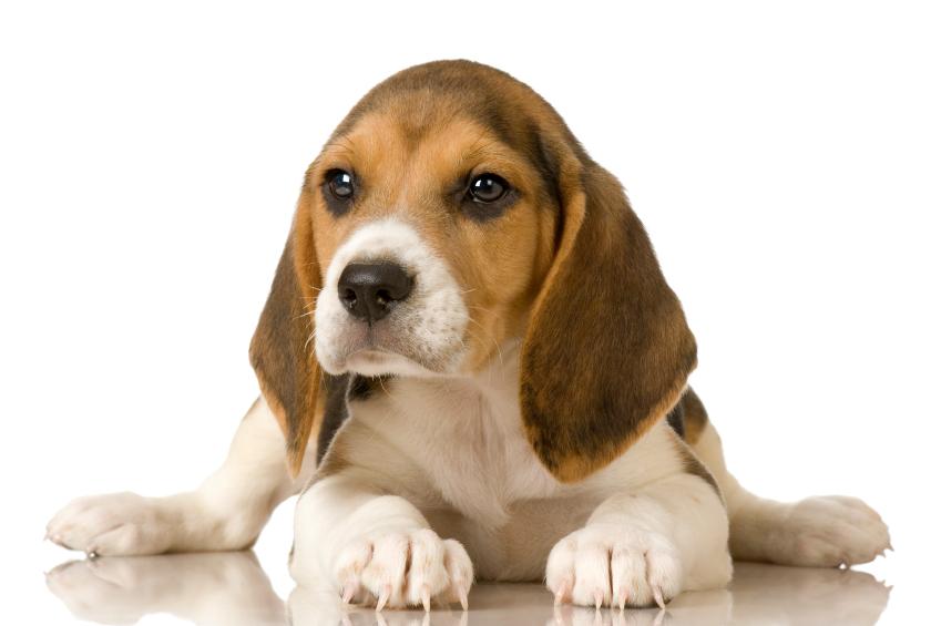 185064-849x565-beagle-puppy-posing-for-picture.jpg