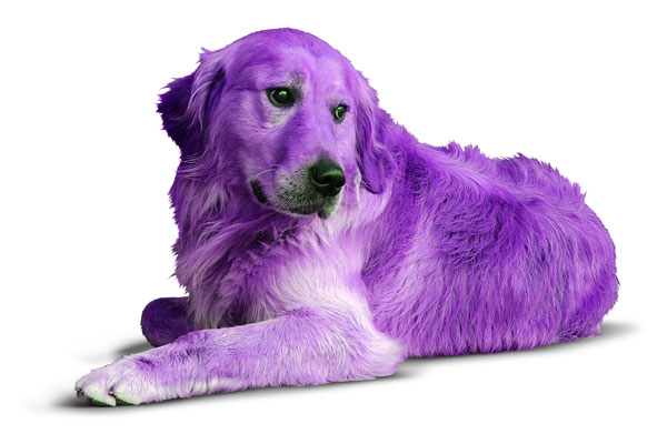 purpledog.jpg