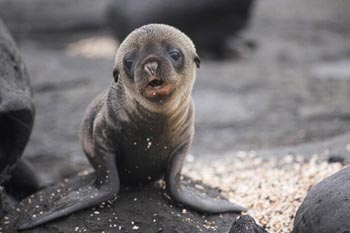 galapagos_sea_lion_2.jpg