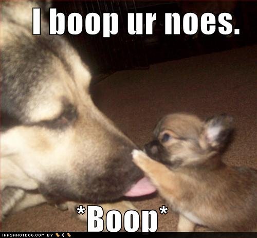 Funny+Dog+Pictures+With+Captions+%28130%29.jpg