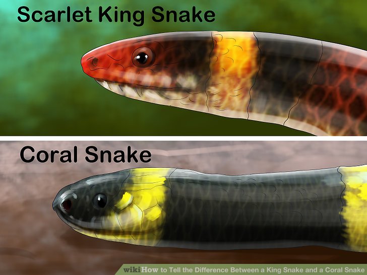 aid416096-v4-728px-Tell-the-Difference-Between-a-King-Snake-and-a-Coral-Snake-Step-3-Version-4.jpg