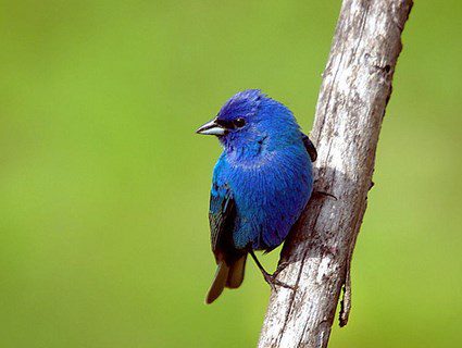 indigo_bunting_breeding_male3.jpg