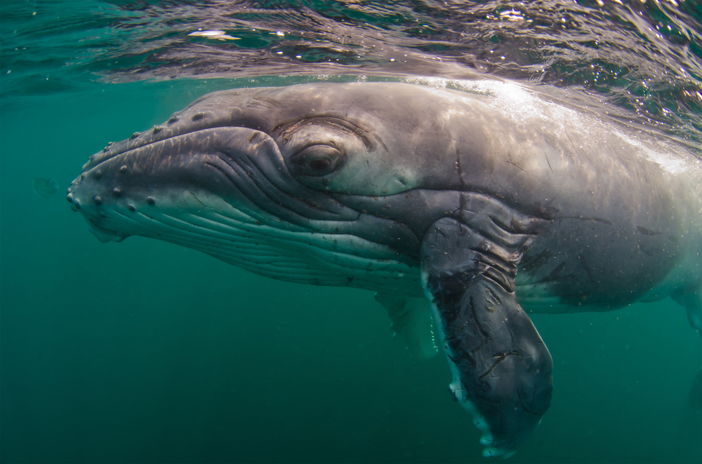 humpback-whale.jpg