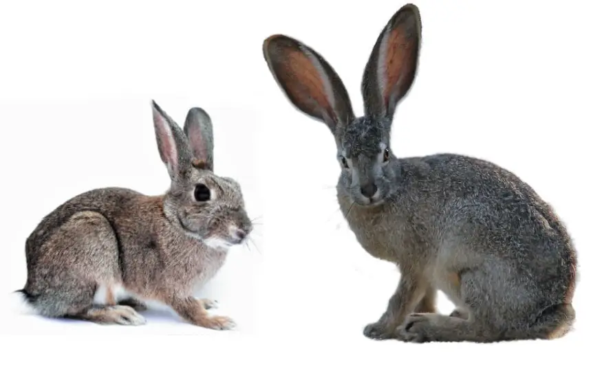 rabbit-vs-hare-differences.jpg