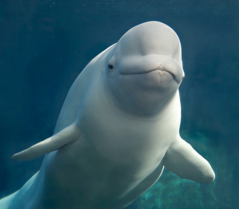 Images-of-Beluga-Whales.jpg