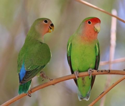 RosyfacedLovebird18.jpg