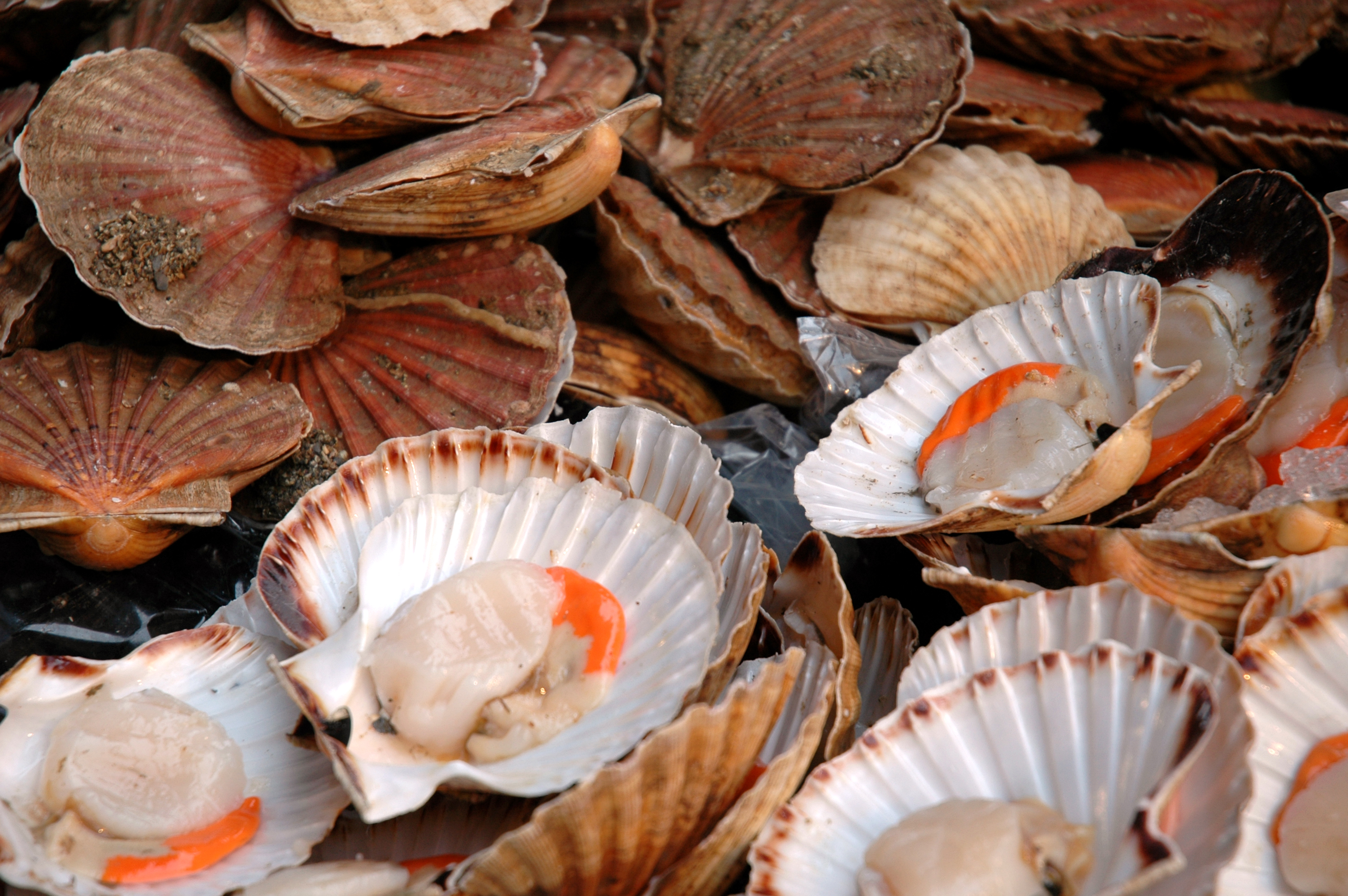 scallops-in-the-shell.jpg