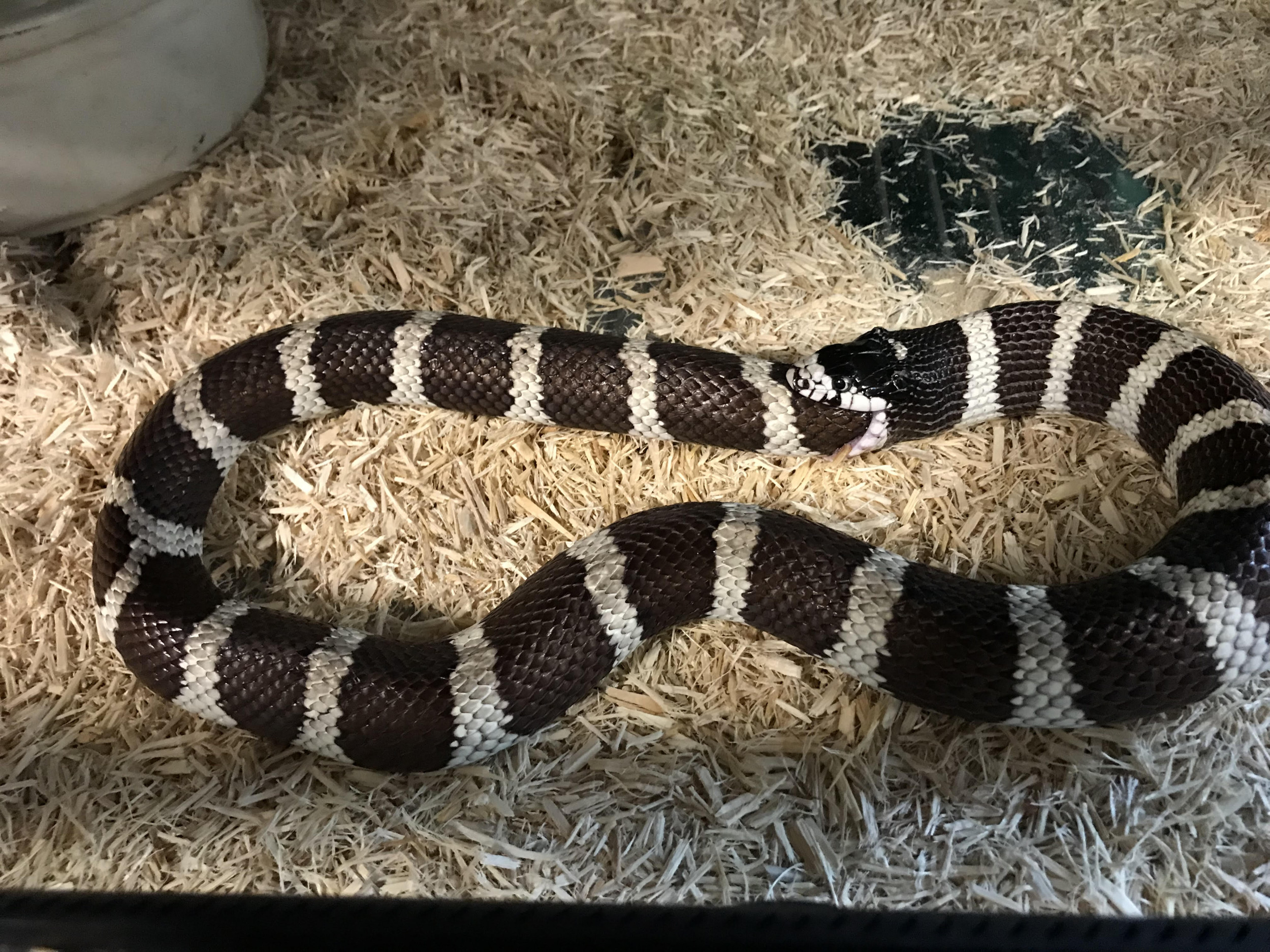 kronos-kingsnake.jpg