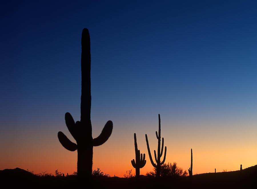 sonora-desert-sunset-johan-elzenga.jpg