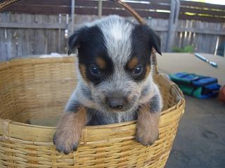 070329-acd-puppy-2-cimg7512.jpg