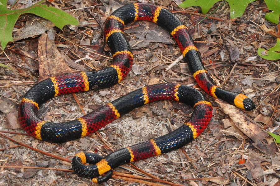 Eastern-Coral-Snake-Pictures.jpg