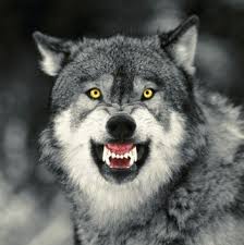 Snarling-wolf-4.jpg