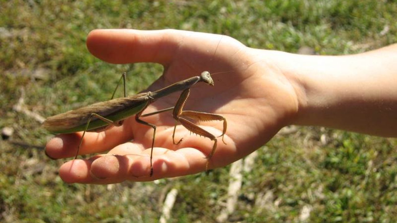 praying-mantis-on-hand-1280x720.jpg