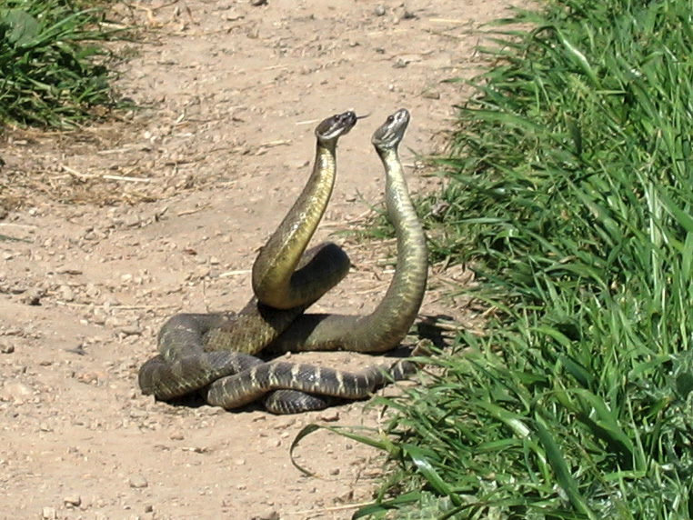 Rattlesnake_Dance_02.jpg