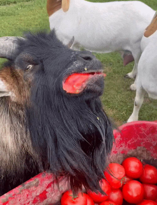 goats-eating-tomatoes2.gif