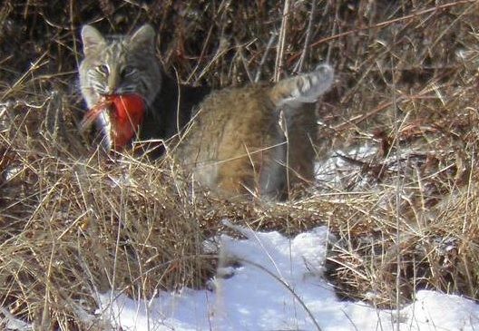 bobcatcardinal.jpg