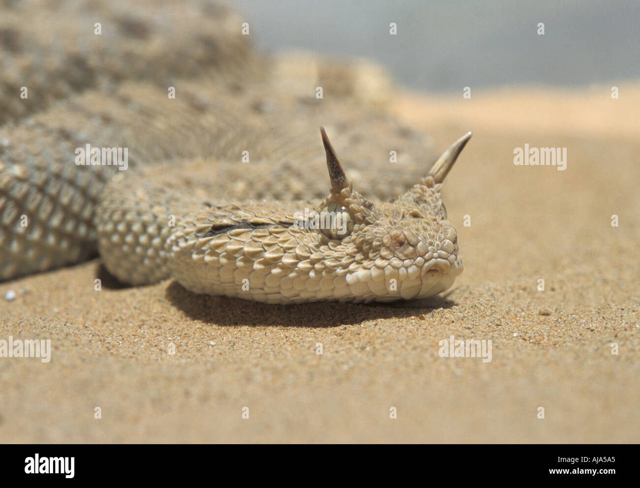 horned-sand-viper-saudi-arabia-AJA5A5.jpg