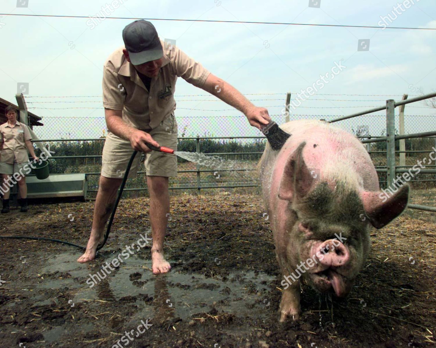 farm-hand-shaun-jarvice-cools-off-mabel-a-middle-white-sow-after-a-mud-bath-with-a-welcome-hosing-down-at-thorpe-park-farm-in-surrey-shutterstock-editorial-2090920a.jpg