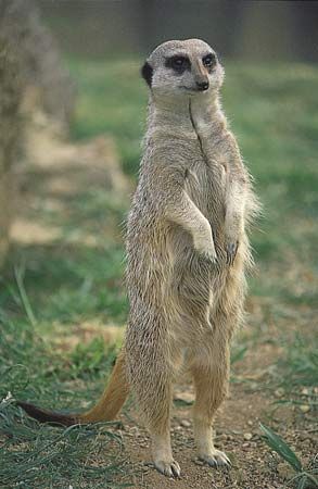 Meerkat-suricate.jpg