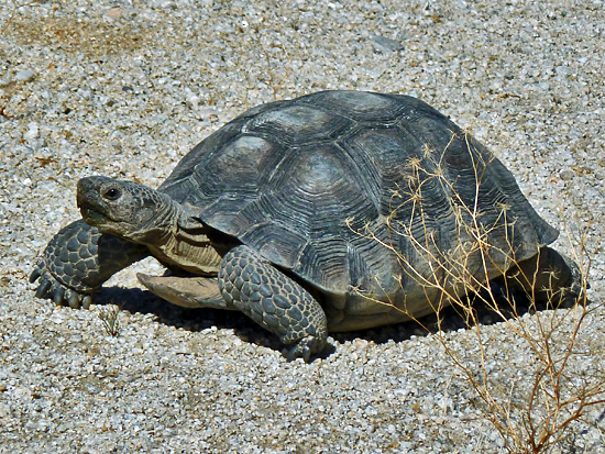 Desert-Tortoise-Photos.jpg